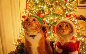 Cats Christmas Desktop Wallpaper