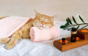 Cats Need A Relaxing Day Too Wallpaper