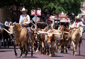 Cattle Parade In Fort Worth Wallpaper