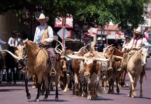Cattle Parade In Fort Worth Wallpaper