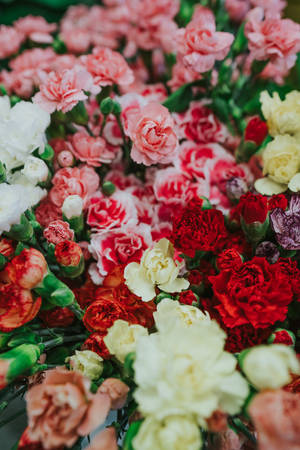 Celebrate Mothers Day With These Lovely Flowers! Wallpaper
