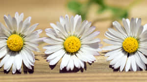 Celebrate The Birth Of Spring! Wallpaper