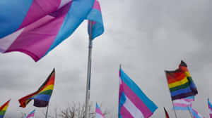 Celebrate Transgender Identity With The Trans Flag Wallpaper