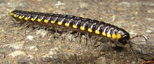 Centipede Black And Yellow On Concrete Wallpaper