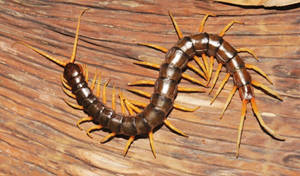 Centipede Brown On Wood Surface Wallpaper