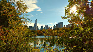 Central Park Cityscape Framed By Trees Wallpaper