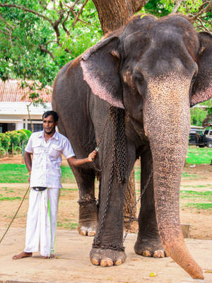 Chained Elephant Iphone Wallpaper