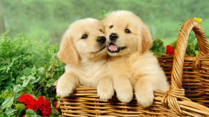 Charming Golden Retriever Puppy Desktop Wallpaper