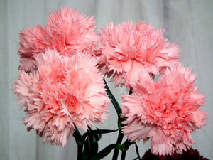 Charming Peach Carnations Wallpaper