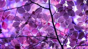 Chat With Friends While Exploring Nature Wallpaper