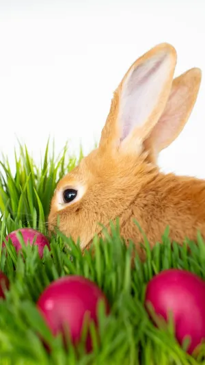 Cheerful Easter Bunny Amidst Colorful Eggs Wallpaper