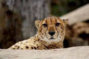 Cheetah Predator Close-up Wallpaper