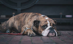 Cheetah Print English Bulldog Wallpaper