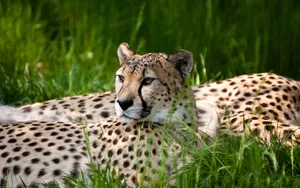 Cheetahs Ultra Hd Dual Monitor - Wallpaper Wallpaper