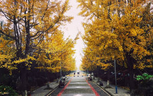 Chengdu Autumn Season Wallpaper