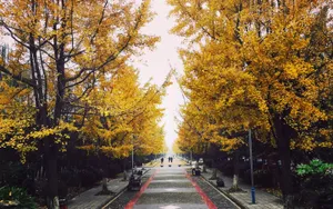 Chengdu Autumn Season Wallpaper