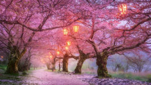 Cherry Blossom And Lamps Wallpaper