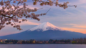 Cherry Blossom And Mount Fuji Wallpaper