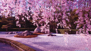 Cherry Blossom And Rock Garden Wallpaper
