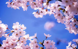 Cherry Blossom And Sky Wallpaper