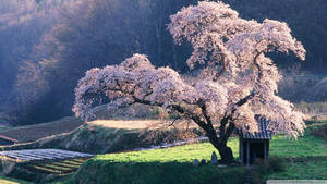 Cherry Blossom During Japanese Spring Wallpaper