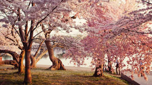 Cherry Blossom Park Wallpaper