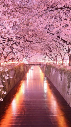 Cherry Blossom Sakura Trees Arch Iphone Wallpaper