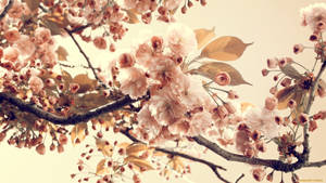 Cherry Blossom Spring Aesthetic Wallpaper