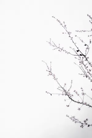 Cherry Blossom Tree Bright White Wallpaper