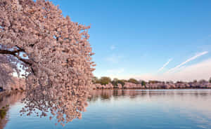 Cherry Blossom Tree By Lake Wallpaper