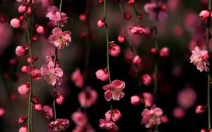 Cherry Blossom Tree Flowers Wallpaper