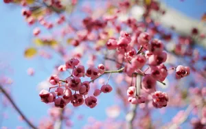 Cherry Blossom Tree Macro Wallpaper