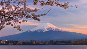 Cherry Blossom Tree Mountain Scenery Wallpaper