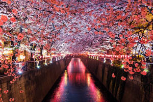 Cherry Blossom Trees Japan Wallpaper