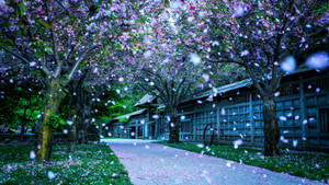 Cherry Blossom Trees Live Desktop Wallpaper