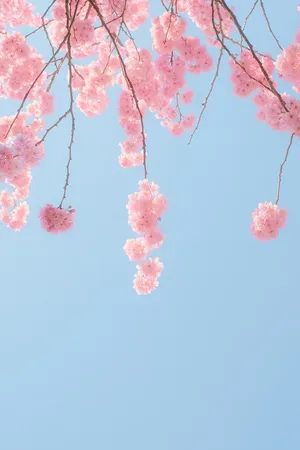 Cherry Blossoms Against Blue Sky Wallpaper