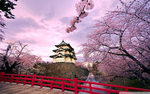 Cherry Blossoms And Japanese Castle Wallpaper