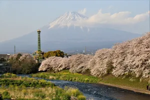 Cherry Blossoms And Mount Fuji Wallpaper