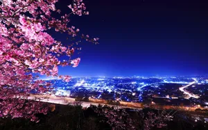 Cherry Blossoms City Night Wallpaper