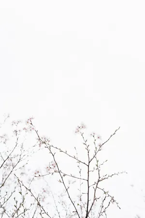 Cherry Blossoms Under White Sky Wallpaper