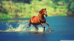 Chestnut Horse Galloping In Water Wallpaper