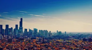 Chicago City With Maple Trees Wallpaper