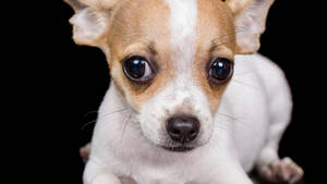 Chihuahua Close-up Photoshoot Wallpaper