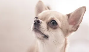 Chihuahua Dog Photoshoot Wallpaper