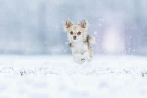 Chihuahua Dog Running On Snow Wallpaper