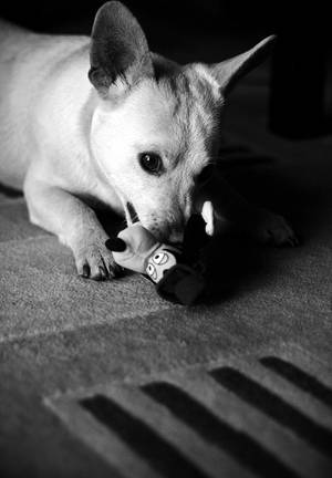 Chihuahua Monochrome Photography Wallpaper