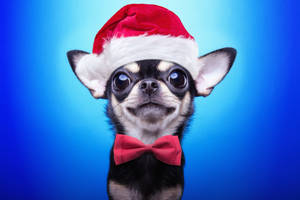 Chihuahua With Christmas Hat Wallpaper