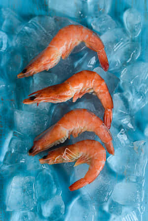 Chilled Prawnson Ice Wallpaper