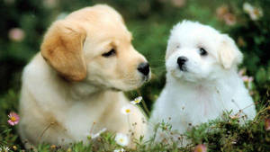 Chilling Puppies Wallpaper