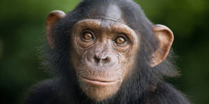 Chimpanzee Close-up Shot Wallpaper